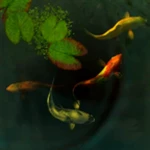 Logo of Koi Fish 3D android Application 